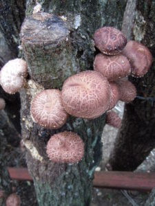 Growing shiitake mushrooms in Japan